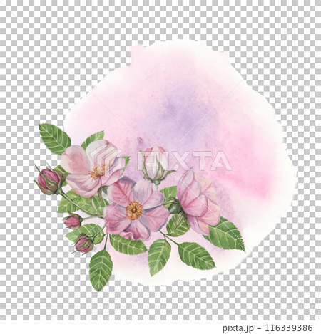 Pink rosehip flowers with green leaves on the abstract background. Rosa canina flower arrangement on watercolor stain. Floral dog rose clipart for greeting cards, invitations, label, cosmetics, napkin 116339386