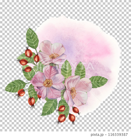 Red rosehip berries and Pink wild rose flowers with buds on watercolor stained background. Rosa canina plant branch with fruits. Dogrose clipart for botanical design, cards, invitations, scrapbooking 116339387