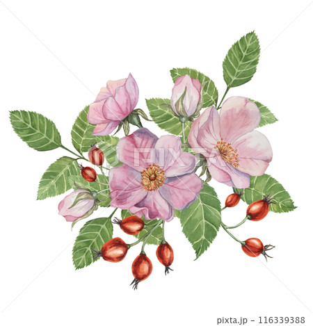 Red rosehip berries and Pink wild rose flowers with buds on watercolor stained background. Rosa canina plant branch with fruits. Dogrose clipart for botanical design, cards, invitations, scrapbooking Red rosehip berries and Pink wild rose flowers with buds on watercolor stained background. Rosa canina plant branch with fruits. Dogrose clipart for botanical design, cards, invitations, scrapbooking 116339388