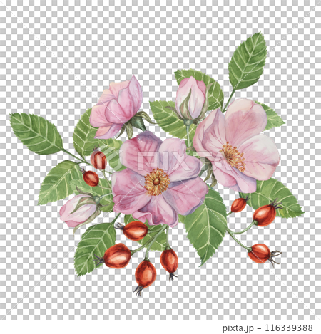Red rosehip berries and Pink wild rose flowers with buds on watercolor stained background. Rosa canina plant branch with fruits. Dogrose clipart for botanical design, cards, invitations, scrapbooking Red rosehip berries and Pink wild rose flowers with buds on watercolor stained background. Rosa canina plant branch with fruits. Dogrose clipart for botanical design, cards, invitations, scrapbooking 116339388