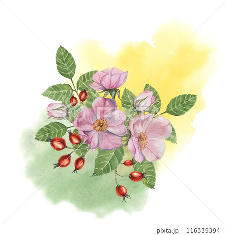Red rosehip berries and Pink wild rose flowers with buds on watercolor stained background. Rosa canina plant branch with fruits. Dogrose clipart for botanical design, cards, invitations, scrapbooking 116339394