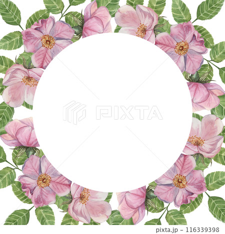 Pink Rosehip round frame template, wild rose flowers and leaves. Watercolor elegant design for birthday, anniversary, thank you, congratulations and mothers day cards, wedding invitation 116339398