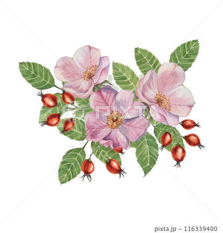 Red rosehip berries and Pink wild rose flowers with buds. Rosa canina plant branch in watercolor. Floral dogrose clipart for botanical design, greeting cards, invitations, scrapbooking, decoration 116339400