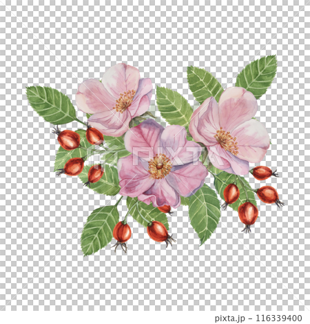 Red rosehip berries and Pink wild rose flowers with buds. Rosa canina plant branch in watercolor. Floral dogrose clipart for botanical design, greeting cards, invitations, scrapbooking, decoration 116339400