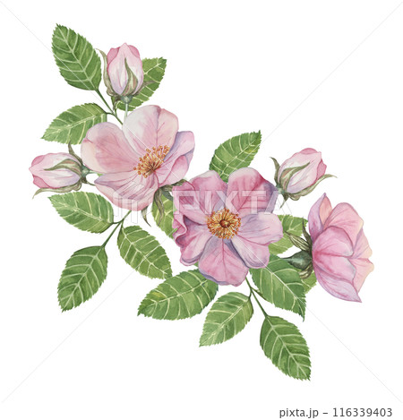 Pink rosehip flowers with buds and green leaves. Rosa canina flower branch in watercolor. Floral wild rose bouquet clipart for botanical design, greeting cards, invitations, labels, cosmetics, napkins 116339403