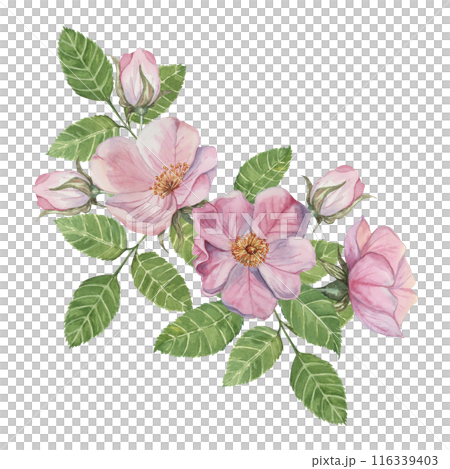 Pink rosehip flowers with buds and green leaves. Rosa canina flower branch in watercolor. Floral wild rose bouquet clipart for botanical design, greeting cards, invitations, labels, cosmetics, napkins 116339403
