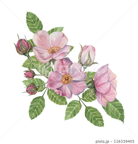 Pink rosehip flowers with buds and green leaves. Rosa canina flower branch in watercolor. Floral wild rose bouquet clipart for botanical design, greeting cards, invitations, labels, cosmetics, napkins 116339405