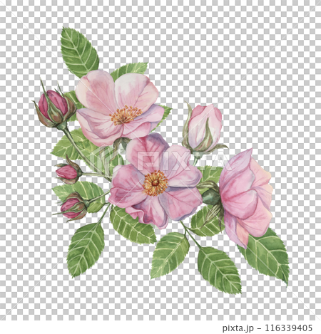 Pink rosehip flowers with buds and green leaves. Rosa canina flower branch in watercolor. Floral wild rose bouquet clipart for botanical design, greeting cards, invitations, labels, cosmetics, napkins 116339405