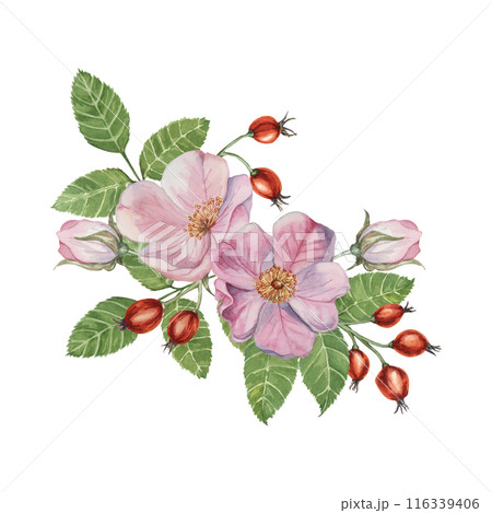 Pink wild rose flowers with buds and rosehip berries. Rosa canina plant branch in watercolor. Floral briar bouquet clipart for botanical design, greeting cards, invitations, labels, perfume, sticker Pink wild rose flowers with buds and rosehip berries. Rosa canina plant branch in watercolor. Floral briar bouquet clipart for botanical design, greeting cards, invitations, labels, perfume, sticker 116339406