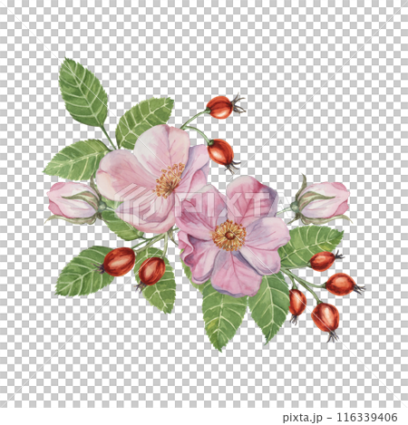 Pink wild rose flowers with buds and rosehip berries. Rosa canina plant branch in watercolor. Floral briar bouquet clipart for botanical design, greeting cards, invitations, labels, perfume, sticker Pink wild rose flowers with buds and rosehip berries. Rosa canina plant branch in watercolor. Floral briar bouquet clipart for botanical design, greeting cards, invitations, labels, perfume, sticker 116339406