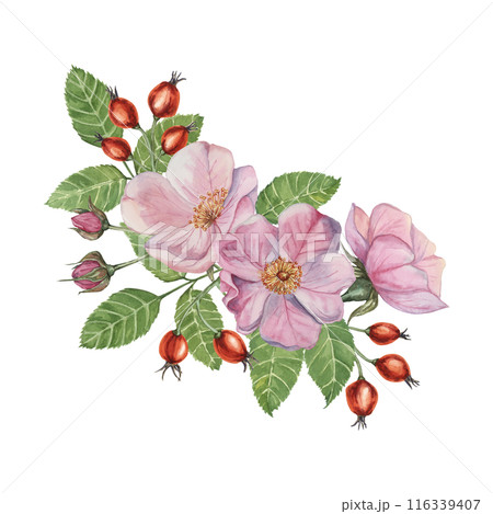 Pink wild rose flowers with buds and rosehip berries. Rosa canina plant branch in watercolor. Floral briar bouquet clipart for botanical design, greeting cards, invitations, labels, perfume, sticker 116339407