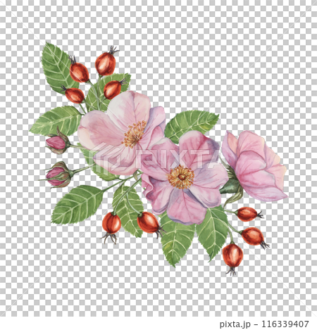 Pink wild rose flowers with buds and rosehip berries. Rosa canina plant branch in watercolor. Floral briar bouquet clipart for botanical design, greeting cards, invitations, labels, perfume, sticker 116339407