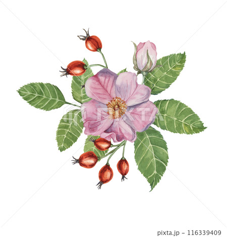Red rosehip berries and Pink wild rose flowers with buds. Rosa canina plant branch in watercolor. Floral dogrose clipart for botanical design, greeting cards, invitations, scrapbooking, decoration 116339409