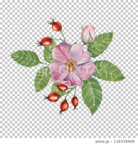 Red rosehip berries and Pink wild rose flowers with buds. Rosa canina plant branch in watercolor. Floral dogrose clipart for botanical design, greeting cards, invitations, scrapbooking, decoration 116339409