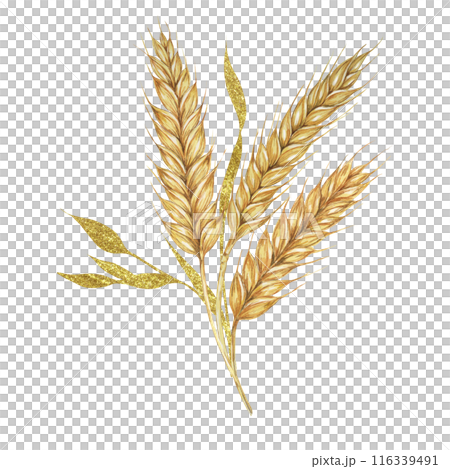 Wheat ears bouquet. Barley stalks watercolor design with gold elements. Rustic clipart for barn wedding invitations, save the date, Thanksgiving, Shavuot, bakery design, labels and gift tags Wheat ears bouquet. Barley stalks watercolor design with gold elements. Rustic clipart for barn wedding invitations, save the date, Thanksgiving, Shavuot, bakery design, labels and gift tags 116339491
