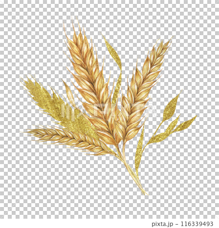 Wheat ears bouquet. Cereals and grass watercolor composition with gold elements. Cottagecore clipart for rustic barn wedding invitations, save the date cards, bakery design, labels and gift tags Wheat ears bouquet. Cereals and grass watercolor composition with gold elements. Cottagecore clipart for rustic barn wedding invitations, save the date cards, bakery design, labels and gift tags 116339493