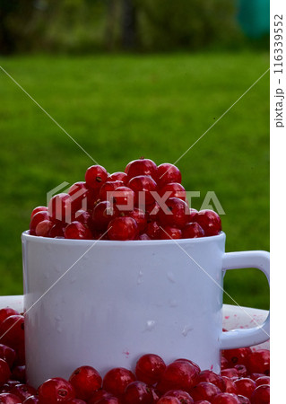 Red currant on green grass background in white cup, on the spoon Red currant on green grass background in white cup, on the spoon 116339552