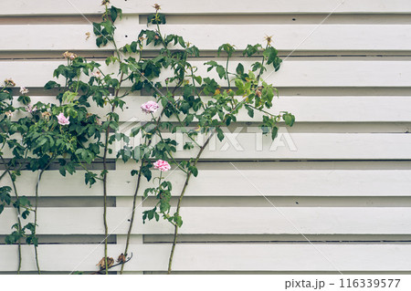 Rose flowers on a bush on a wooden wall with the possibility of copying. A postcard, an invitation, a background for your design. High quality photo 116339577