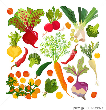 Vegetable set. Summer vegetables and greenery on light background. Tomato, carrot, pepper, beetroot, broccoli, radish, rutabaga, turnip, spinach. Vector vegetables isolated on white background 116339924