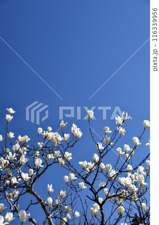 白木蓮と青空 白木蓮と青空 116339956