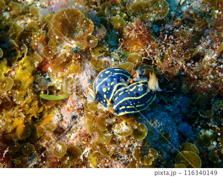 海の岩場で交尾する2匹のアオウミウシ 海の岩場で交尾する2匹のアオウミウシ 116340149