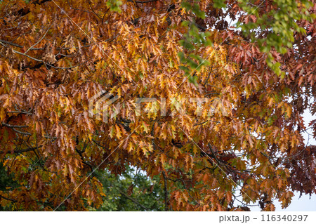 The tree is adorned with an abundance of lush green leaves 116340297