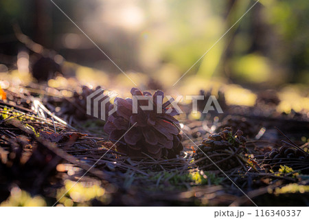 Sunlight filters through the canopy, casting a golden glow on pine cones in the forest 116340337