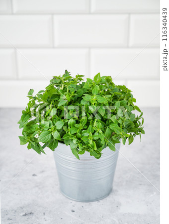 A pot of fresh basil on a white brick background. The concept of organic food.  116340439