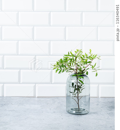 A green branch from a pistachio tree in a glass vase on a white brick background  116340491