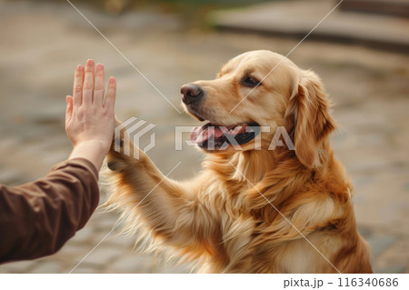 Cute dog giving high five to owner. Training in park Cute dog giving high five to owner. Training in park 116340686
