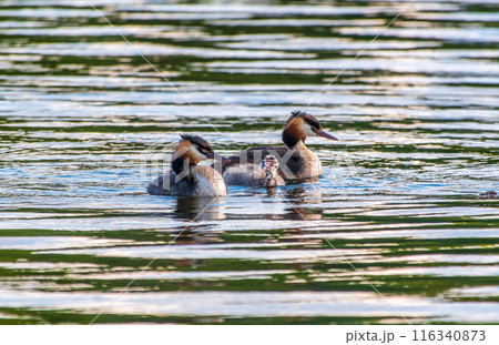 The waterfowl bird, great crested grebe with chick, swimming in the lake. 116340873