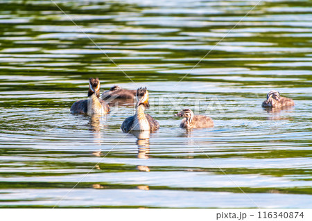 The waterfowl bird, great crested grebe with chick, swimming in the lake. The waterfowl bird, great crested grebe with chick, swimming in the lake. 116340874