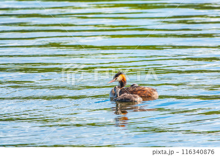 The waterfowl bird, great crested grebe with chick, swimming in the lake. The waterfowl bird, great crested grebe with chick, swimming in the lake. 116340876