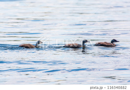 The waterfowl bird, great crested grebe with chick, swimming in the lake. 116340882