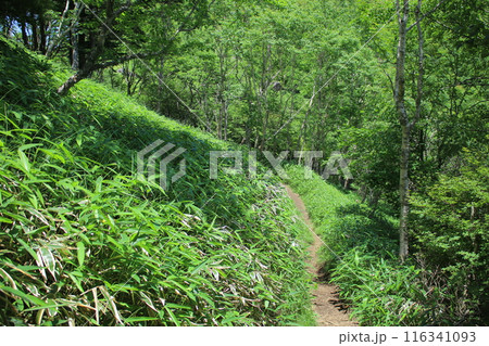 霧降高原とその周辺の風景 116341093