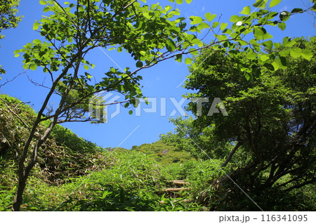 霧降高原とその周辺の風景 116341095