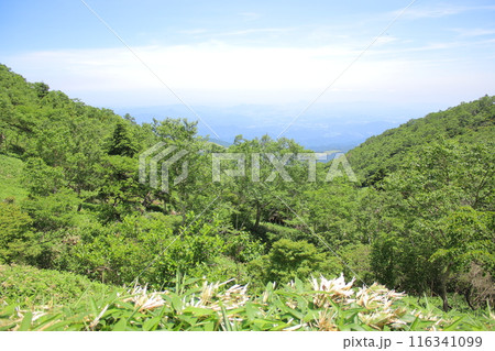 霧降高原とその周辺の風景 116341099