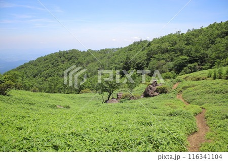 霧降高原とその周辺の風景 霧降高原とその周辺の風景 116341104