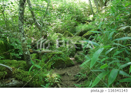 霧降高原とその周辺の風景 116341143