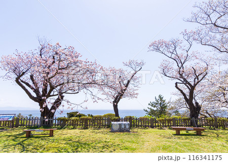 日本さくら名所100選 北海道 松前公園 日本さくら名所100選 北海道 松前公園 116341175