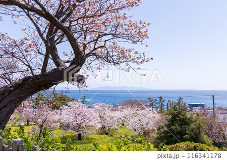 日本さくら名所100選 北海道 松前公園 日本さくら名所100選 北海道 松前公園 116341178