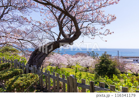 日本さくら名所100選　北海道　松前公園 116341179
