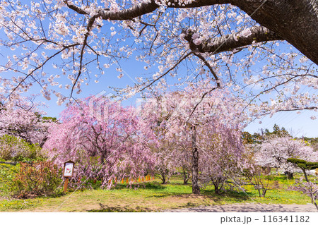 日本さくら名所100選　北海道　松前公園 116341182