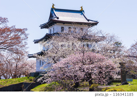 日本さくら名所100選　北海道　松前公園 116341185