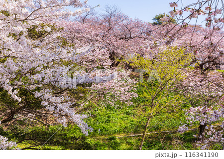 日本さくら名所100選 北海道 松前公園 日本さくら名所100選 北海道 松前公園 116341190