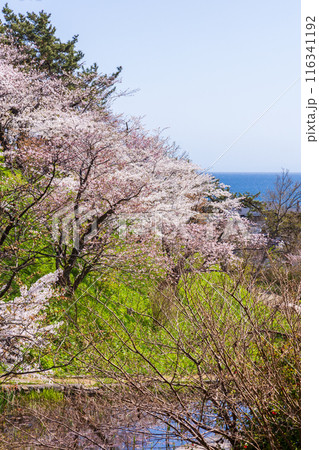 日本さくら名所100選 北海道 松前公園 日本さくら名所100選 北海道 松前公園 116341192
