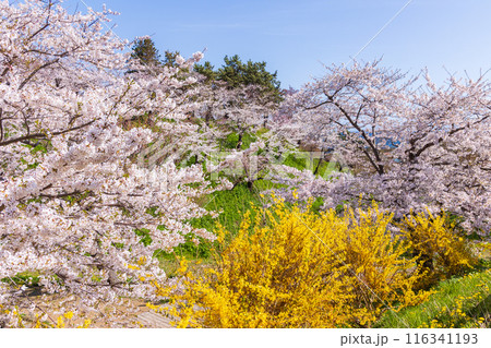 日本さくら名所100選 北海道 松前公園 日本さくら名所100選 北海道 松前公園 116341193