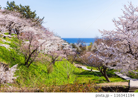 日本さくら名所100選 北海道 松前公園 日本さくら名所100選 北海道 松前公園 116341194