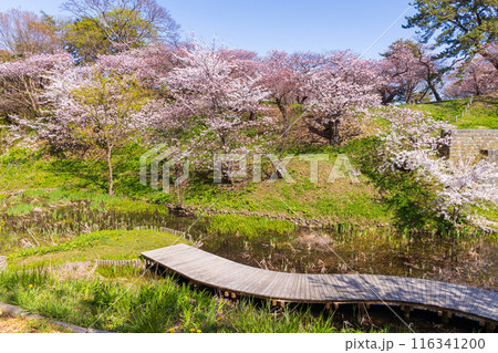 日本さくら名所100選　北海道　松前公園 116341200