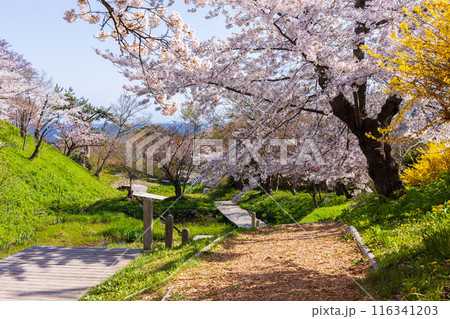 日本さくら名所100選 北海道 松前公園 日本さくら名所100選 北海道 松前公園 116341203